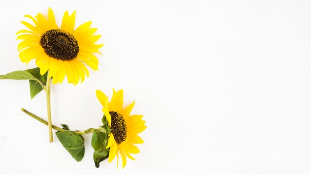 Foto zwei schöne sonnenblumen auf weißem hintergrund