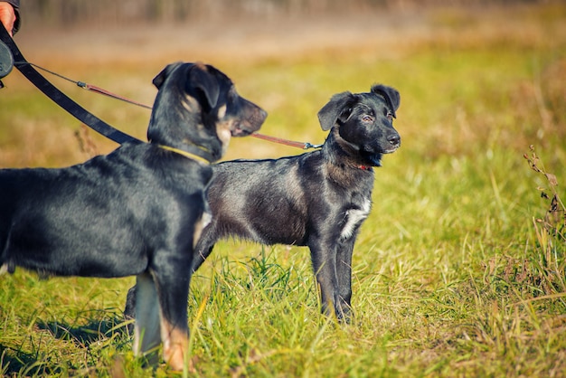 Zwei schwarze Hunde