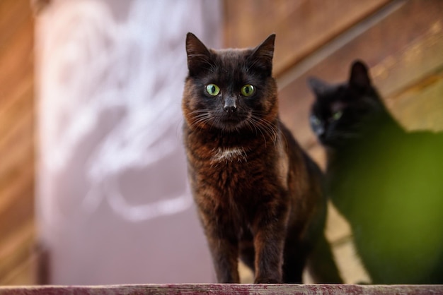 Zwei schwarze Katzen im Hof des Hauses