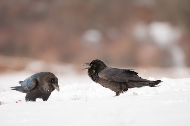 Zwei schwarze Krähen im Winterlebensraum Corvus corax.