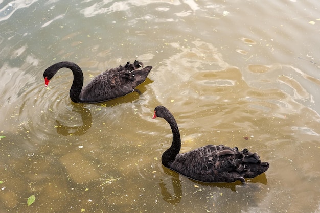 Zwei schwarze Schwäne, die auf einem schmutzigen See in verschmutztem Wasser schwimmen