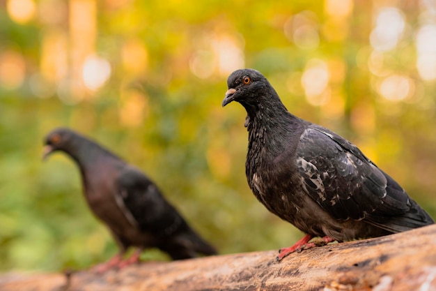 Zwei schwarze Tauben sitzen an einem sonnigen Tag auf einem Baumstamm im Herbstwald