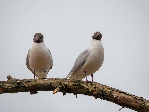 Zwei schwarzköpfige Möwen auf einem Zweig gegen den Himmel