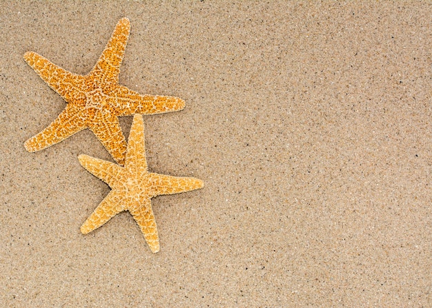 Zwei Seesterne auf Sandhintergrund an einem Strand