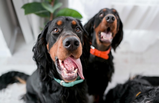 Zwei Setter-Hunde sitzen mit offenem Maul und ausgestreckter Zunge zu Hause und schauen in die Kamera, die Hundetiere indo