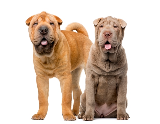 Zwei Shar Pei Welpen vor einer weißen Wand