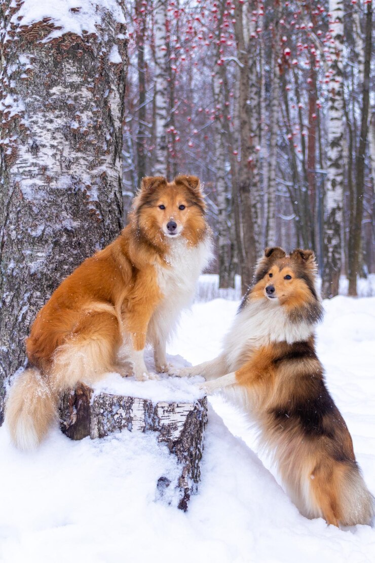 Zwei Shelties im Winterwald