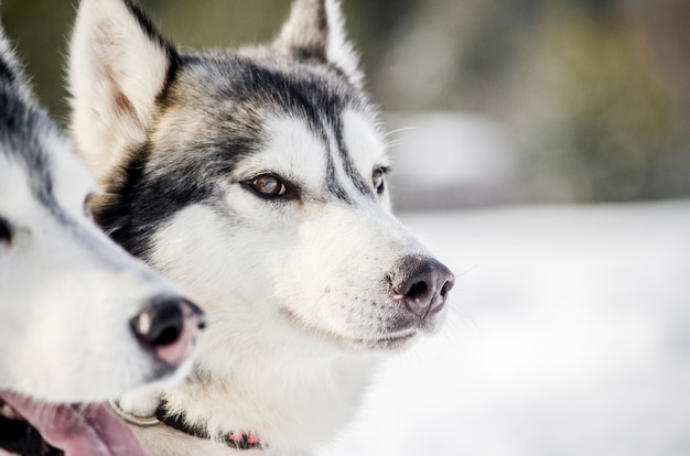 Zwei Siberian Husky Hunde schauen sich um. Husky-Hunde haben schwarze und weiße Fellfarbe.