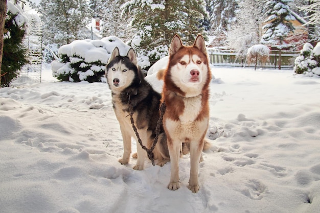 Zwei sibirische Huskies auf einem Spaziergang in einem verschneiten Winterpark