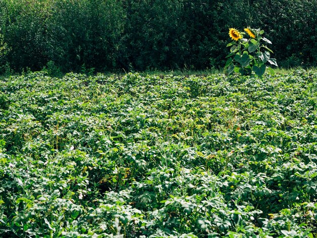 Zwei Sonnenblumen wachsen auf einem Kartoffelfeld vor dem Hintergrund von Bäumen