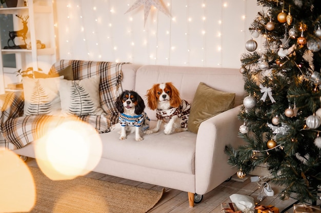 Zwei Spaniels, umgeben von Neujahrsdekorationen und Geschenken, spielen und genießen Weihnachten und Neujahr