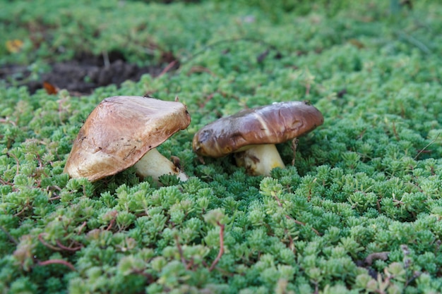 Zwei Speisepilze im Moos im Herbstwald