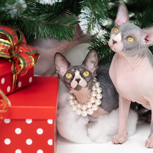 Zwei Sphynx-Katzen, die unter Weihnachtsbaum sitzen, mit roten Tupfen-Geschenkboxen darunter