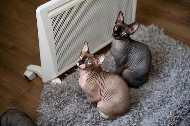 Zwei Sphynx-Katzen sitzen an der Heizung und wärmen sich auf Die Heizsaison ist vorbei