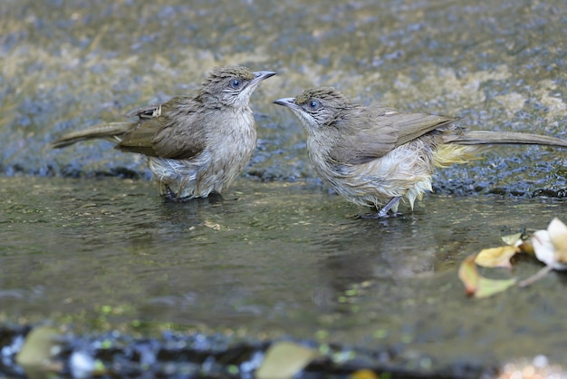 Zwei Streifen-ohriger Bulbulvogel, der im Wasser spielt