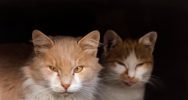 Zwei streunende Katzen sitzen im Keller und schauen aus dem Fenster Obdachlose Tiere