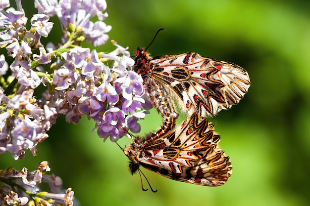 Zwei südliche Girlandenpaarung auf violetter Blume in der Sommernatur