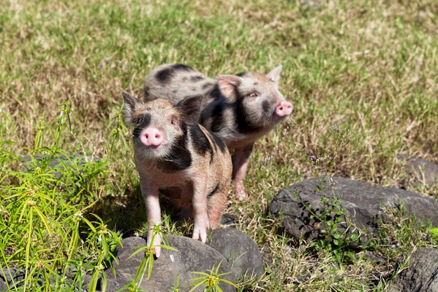 Foto zwei süße ferkel