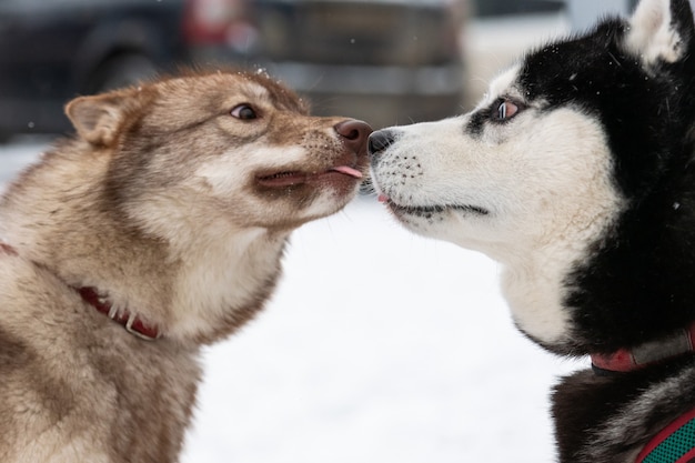 Zwei süße Husky-Hunde schnüffeln aneinander und treffen sich zum ersten Mal. Lustiges Haustier, das vor Schlittenhundetraining geht.