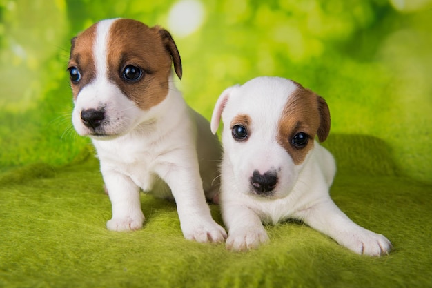 Zwei süße Jack Russell Terrier Welpen sitzen auf grünem Hintergrund