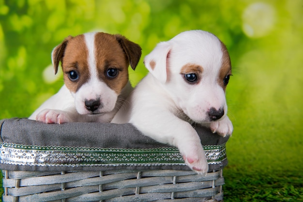 Zwei süße Jack-Russell-Terrier-Welpen sitzen in einer Osterkiste