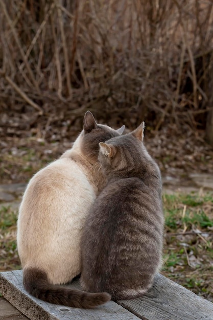 Zwei süße Katzen küssen sich, während sie neben einer Holzbank auf dem Land sitzen