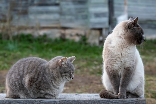 Zwei süße Katzen sitzen auf einer Holzbank, die eine schläft, die andere schaut zur Seite