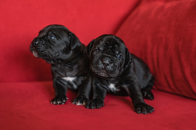 Foto zwei süße kleine schwarze welpen der italienischen corso-zuckerrohrrasse. roter hintergrund