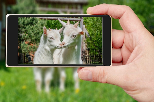 Zwei süße kleine weiße Ziege auf dem Smartphone-Bildschirm. Sommerhaustier auf dem Bauernhof.