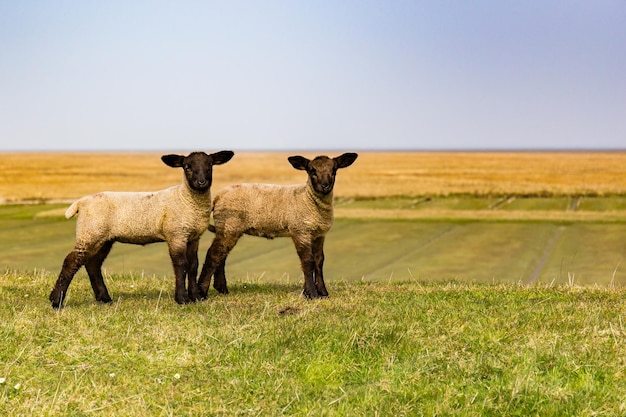 Foto zwei süße lammchen stehen auf einem grünen feld