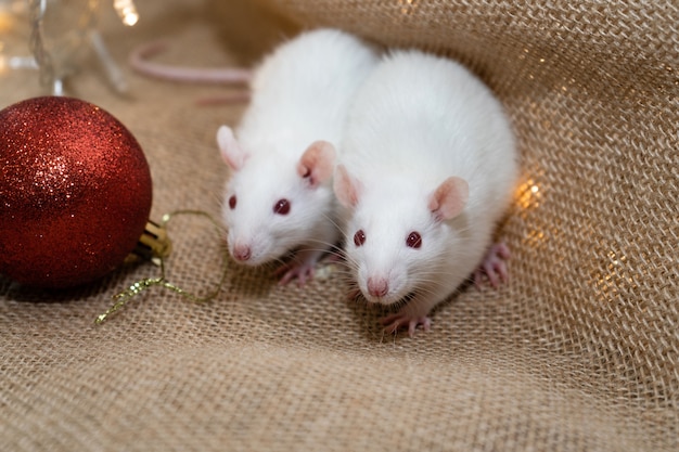 Zwei süße weiße Ratten in Weihnachtsschmuck