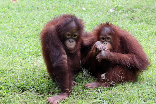 zwei Sumatra-Orang-Utans, die zusammen spielen