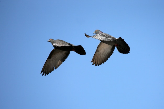 Zwei Tauben am Himmel