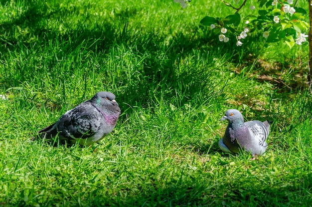 Zwei Tauben sitzen im grünen Gras.