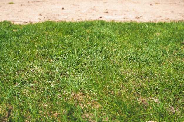 Zwei Texturen in einem Foto, Grastextur und Sandtextur, Hintergrund der Gras- und Sandtextur