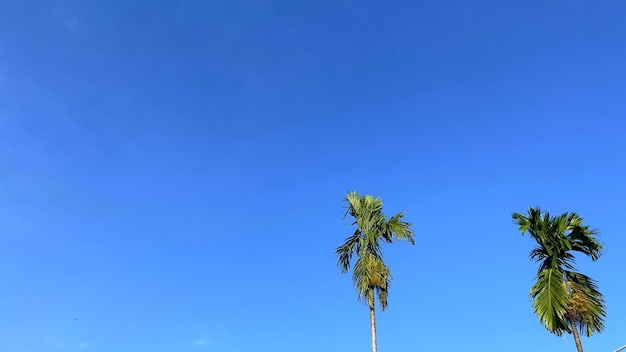 Zwei tropische Bäume und der blaue Himmel