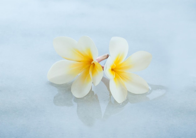 Zwei tropische Blumen des Badekurortes auf weißem Marmorhintergrund