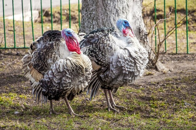 Zwei truthähne im garten des hofes