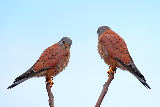 Zwei Turmfalken sitzen auf den Zweigen vor blauem Himmel