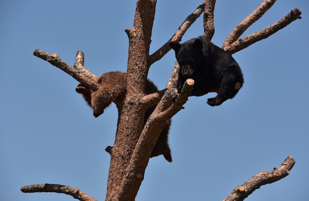 Zwei verspielte Schwarzbärenjunge in einem Baum im Sommer