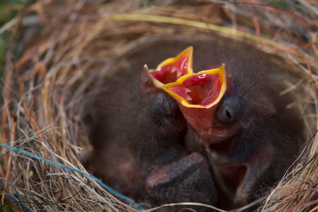 Zwei verwaiste Vogelbabys im Nest