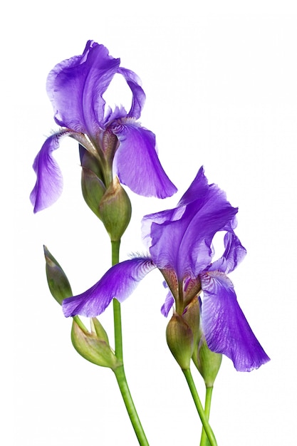 Zwei violette Iris