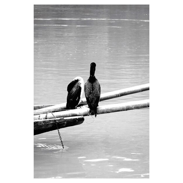 Foto zwei vögel auf bambus über wasser