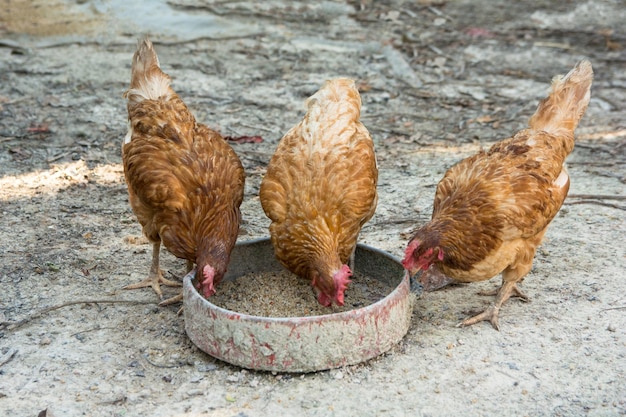 Zwei Vögel auf dem Boden