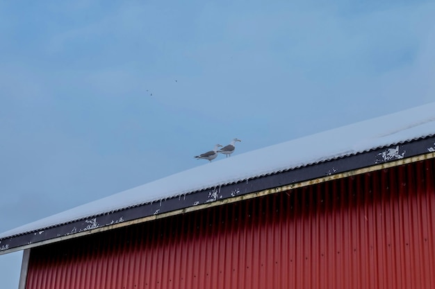 Zwei Vögel auf dem Dach der Fischerhütte im Dorf Reine auf den Lofoten