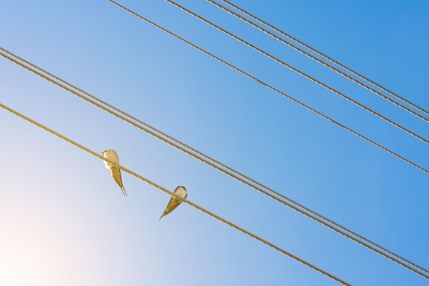 Zwei Vögel auf einem Draht gegen den blauen Himmel