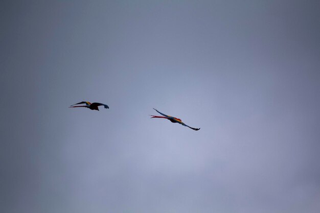 Zwei Vögel fliegen in den Himmel, einer hat einen blauen Schwanz.