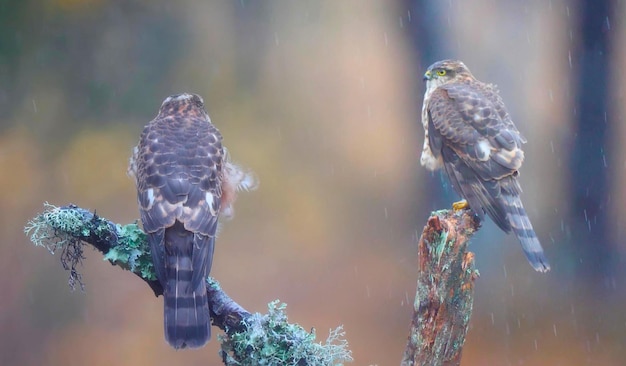 Zwei Vögel im kalten Regen