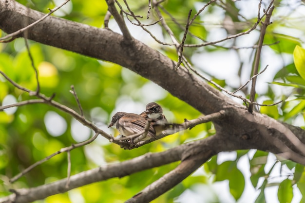 Zwei Vögel (Malaysian Pied Fantail) in der Natur wild