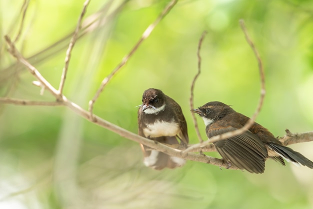 Zwei Vögel (malaysischer gescheckter Fantail) in der wilden Natur